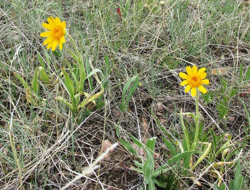 Arnica sororia, photographed by John Brew