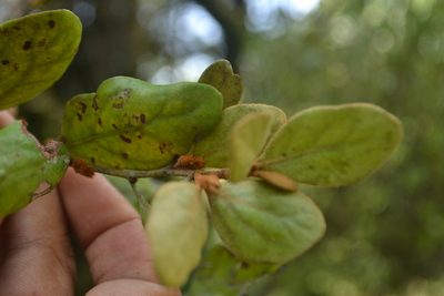 Taxillus tomentosus, photographed by Siddarth Machado