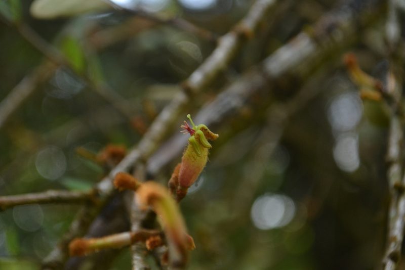 Taxillus tomentosus, photographed by Siddarth Machado