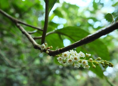 Maesa indica, photographed by Siddarth Machado