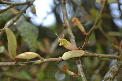 Taxillus tomentosus, photographed by Siddarth Machado