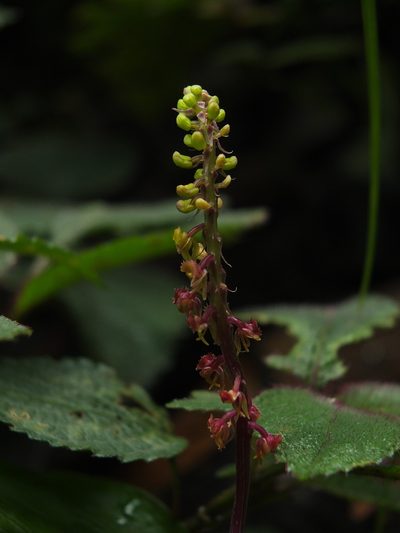Crepidium versicolor, photographed by Siddarth Machado