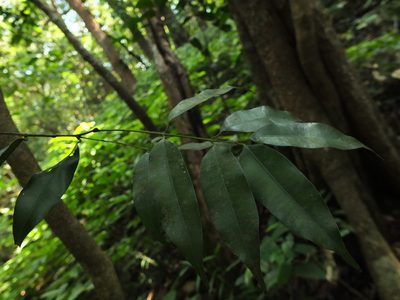 Mesua ferrea, photographed by Siddarth Machado