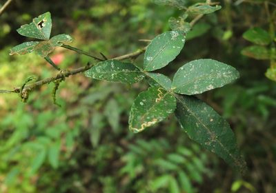 Naringi crenulata, photographed by Siddarth Machado