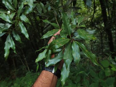 Neolitsea zeylanica, photographed by Siddarth Machado