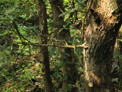 Naringi crenulata, photographed by Siddarth Machado