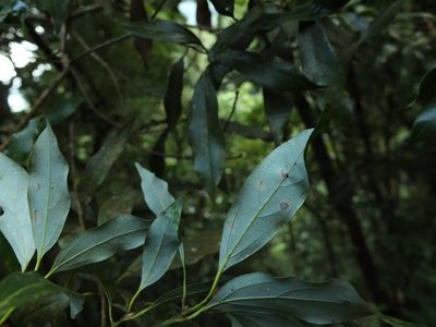 Neolitsea zeylanica, photographed by Siddarth Machado