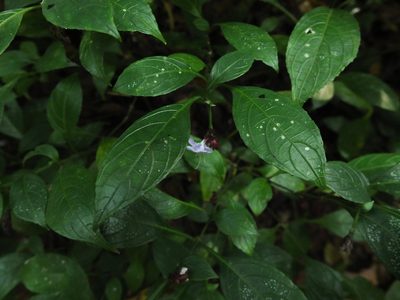 Strobilanthes ciliata, photographed by Siddarth Machado