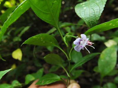 Strobilanthes ciliata, photographed by Siddarth Machado