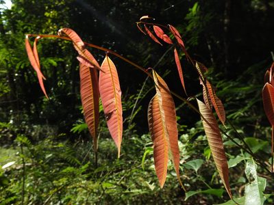 Nothopegia beddomei, photographed by Siddarth Machado