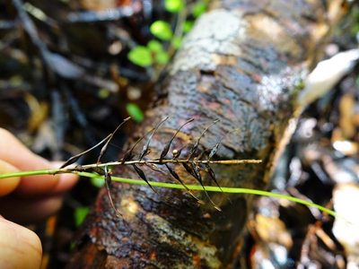 Carex zotovii, photographed by Jacqui Geux