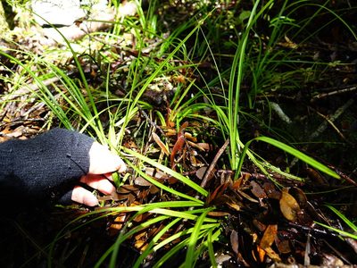 Carex zotovii, photographed by Jacqui Geux