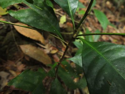 Palaquium ellipticum, photographed by Siddarth Machado