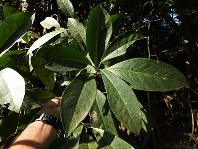 Machilus glaucescens, photographed by Siddarth Machado