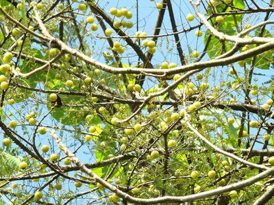 Phyllanthus emblica, photographed by Siddarth Machado