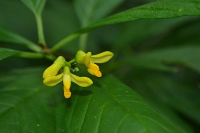 Polygala arillata, photographed by Siddarth Machado