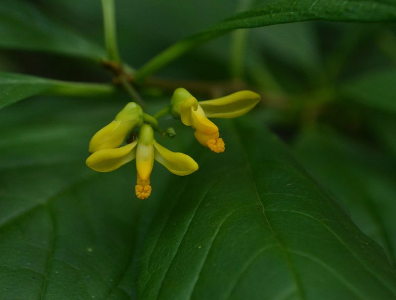 Polygala arillata, photographed by Siddarth Machado
