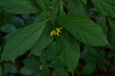 Polygala arillata, photographed by Siddarth Machado