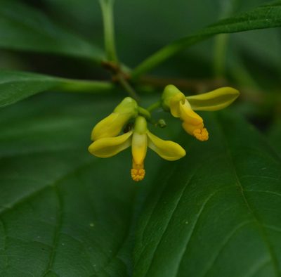 Polygala arillata, photographed by Siddarth Machado