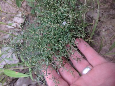 Lechea tenuifolia, photographed by Eric Knight
