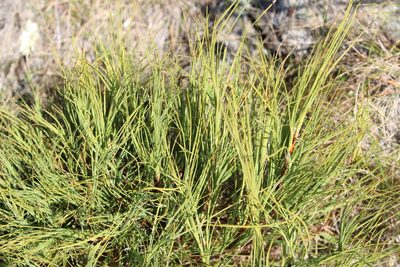 Dracophyllum acerosum, photographed by Joe Potter Butler