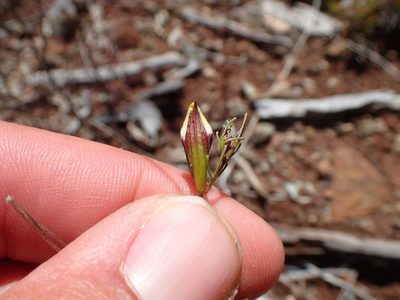 Cordylanthus tenuis, photographed by Scott Yarger
