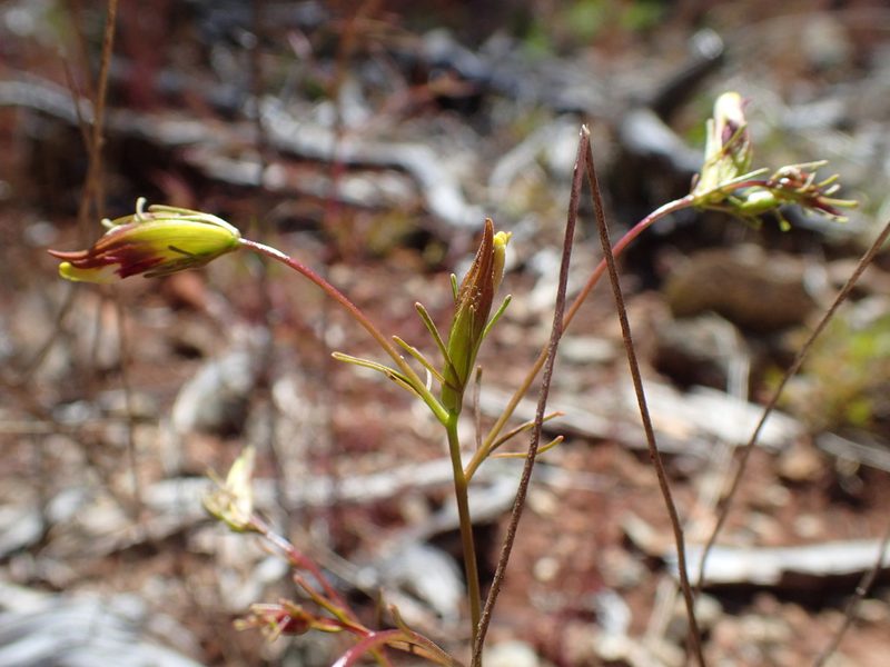 Cordylanthus tenuis, photographed by Scott Yarger
