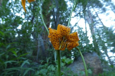 Lilium kelleyanum, photographed by datadan