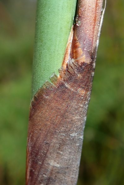 Sporadanthus ferrugineus, photographed by Peter de Lange