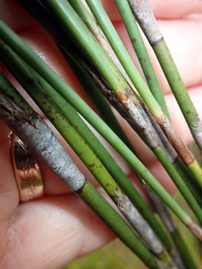 Sporadanthus ferrugineus, photographed by Peter de Lange