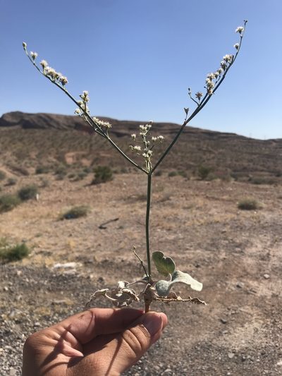 Eriogonum exaltatum, photographed by william_hoyer
