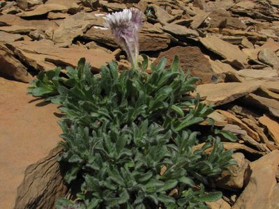 Erigeron lanatus, photographed by Doug Macaulay