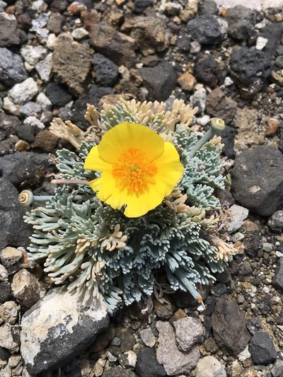 Eschscholzia palmeri, photographed by william_hoyer