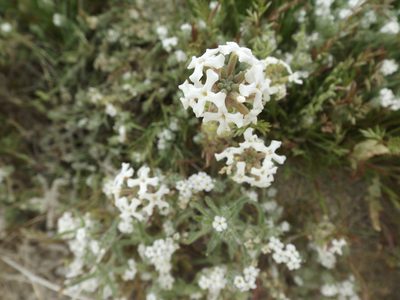 Dithyrea californica, photographed by Amy