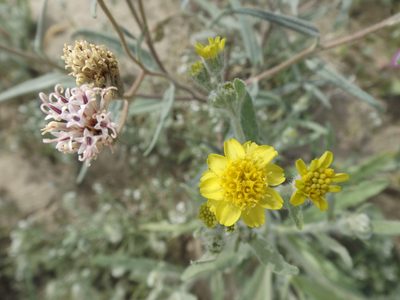 Baileya pauciradiata, photographed by Amy