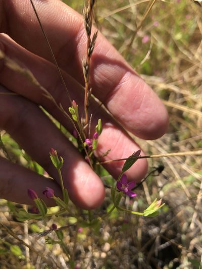 Zeltnera muehlenbergii, photographed by paulexcoff