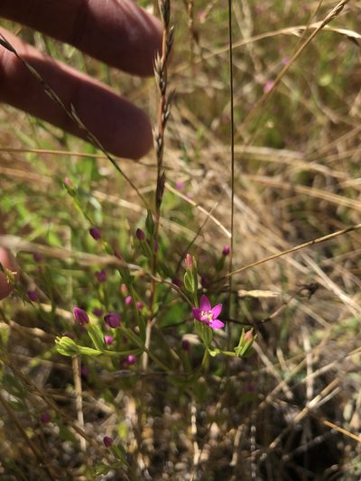 Zeltnera muehlenbergii, photographed by paulexcoff