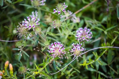 Trifolium obtusiflorum, photographed by Melissa McMasters