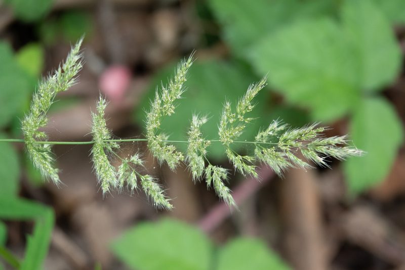 Polypogon interruptus, photographed by Kyle Nessen