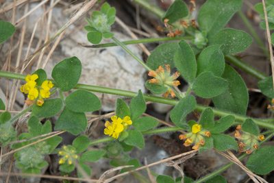 Acmispon tomentosus