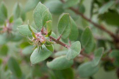 Arctostaphylos morroensis, photographed by Kyle Nessen