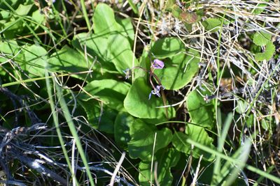 Primula frigida, photographed by Syd Cannings