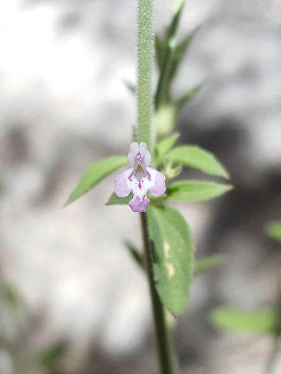 Hedeoma oblongifolia, photographed by Alex Abair
