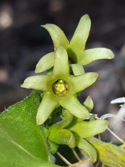 Chthamalia producta, photographed by Alex Abair