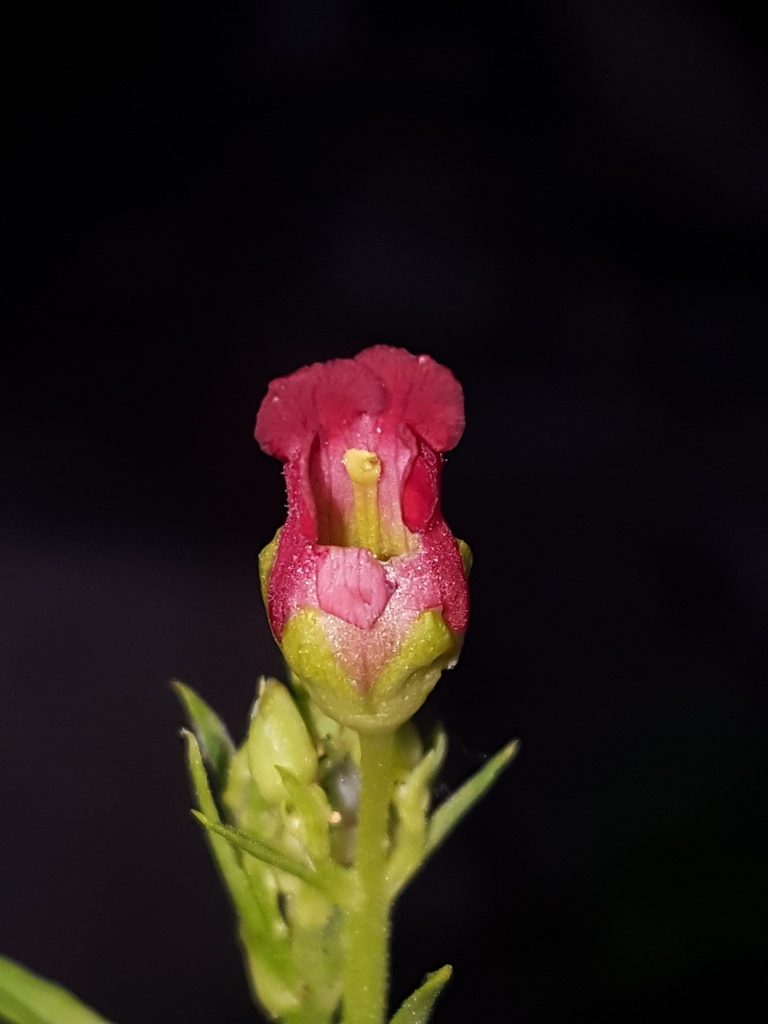 Scrophularia laevis, photographed by Alex Abair