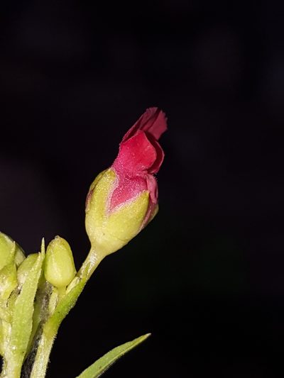 Scrophularia laevis, photographed by Alex Abair