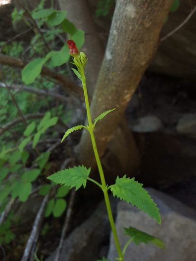 Scrophularia laevis, photographed by Alex Abair