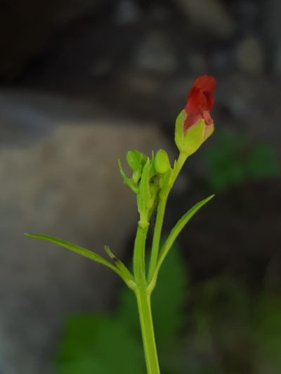 Scrophularia laevis, photographed by Alex Abair