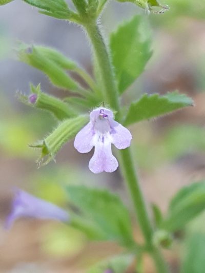 Hedeoma dentata, photographed by Alex Abair