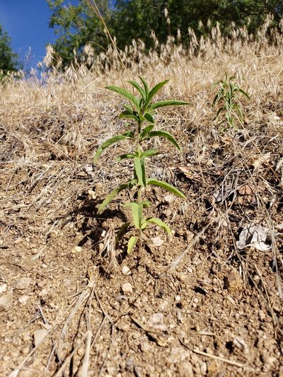 Monarda humilis, photographed by Alex Abair